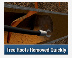 Tree Root Intrusions Chullora